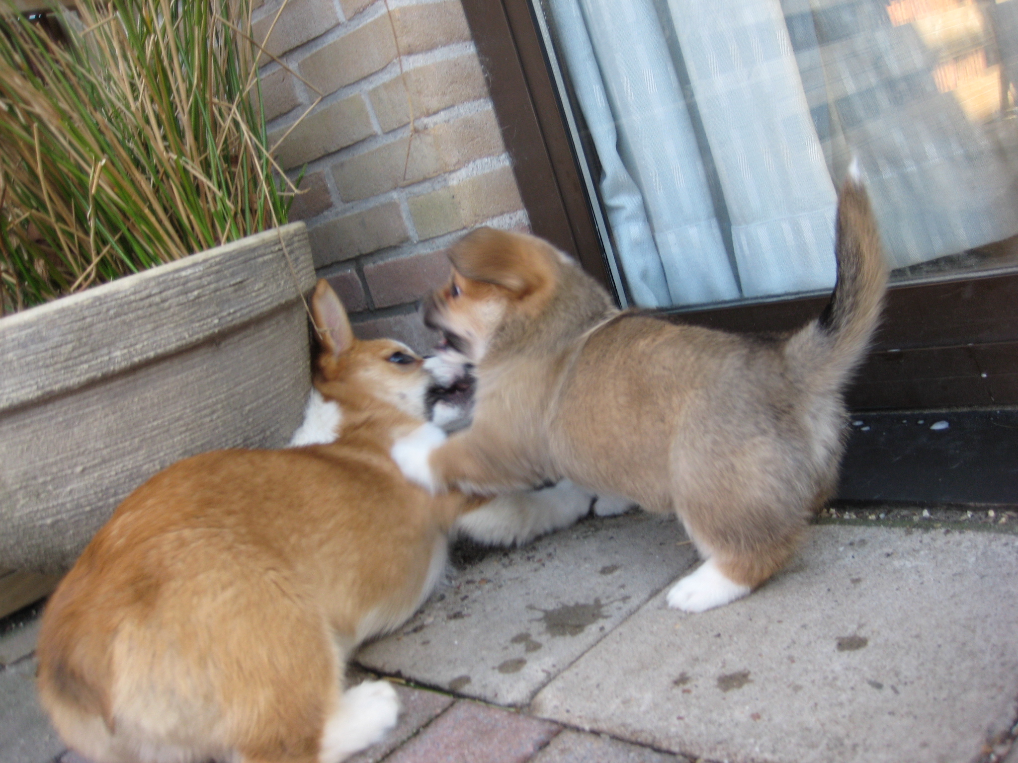 Puppy's